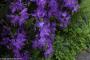 © Copyright - Raphael Kessler 2015 - England - Hampton Court Palace gardens blue