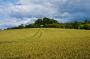 (c) Copyright - Raphael Kessler 2012 - England - Therfield 