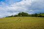 (c) Copyright - Raphael Kessler 2012 - England - Therfield 