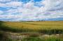 (c) Copyright - Raphael Kessler 2012 - England - Therfield - Field