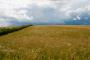 (c) Copyright - Raphael Kessler 2012 - England - Therfield - Hedge