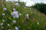 (c) Copyright - Raphael Kessler 2012 - England - Therfield - Flowers
