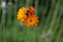 (c) Copyright - Raphael Kessler 2012 - England - Therfield - Flower