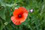 (c) Copyright - Raphael Kessler 2012 - England - Therfield - Poppy