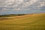 (c) Copyright - Raphael Kessler 2012 - England - Therfield - Fields