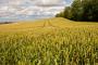 (c) Copyright - Raphael Kessler 2012 - England - Therfield - Wheat