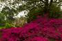 (c) Copyright - Raphael Kessler 2013 - England - Hever Castle - 