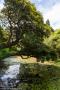 © Copyright - Raphael Kessler 2014 - England - Heligan hanging tree