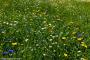 © Copyright - Raphael Kessler 2014 - England - Heligan daisies