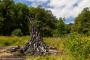 © Copyright - Raphael Kessler 2014 - England - Heligan burned sculpture