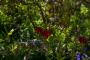 (c) Copyright - Raphael Kessler 2013 - England - Scotney - Flowers