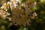 (c) Copyright - Raphael Kessler 2013 - England - Scotney - Flowers