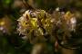 (c) Copyright - Raphael Kessler 2013 - England - Scotney - Flowers