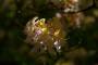 (c) Copyright - Raphael Kessler 2013 - England - Scotney - Flowers