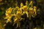 (c) Copyright - Raphael Kessler 2013 - England - Scotney - Flowers