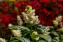 (c) Copyright - Raphael Kessler 2013 - England - Scotney - Flower