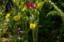 (c) Copyright - Raphael Kessler 2013 - England - Scotney - Buttercup