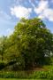(c) Copyright - Raphael Kessler 2013 - England - Sissinghurst - Trees reflecting