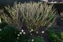 (c) Copyright - Raphael Kessler 2013 - England - Sissinghurst - Plants