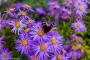 © Copyright - Raphael Kessler 2015 - England - Sizergh Castle - butterfly on flowers