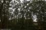 © Copyright - Raphael Kessler 2015 - England - Sutton Hoo trees