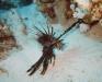 (c) Copyright - Raphael Kessler 2011 - Egypt - Marsa Alam - Lionfish