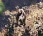 (c) Copyright - Raphael Kessler 2011 - Ethiopia - Gelada baboon