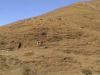 (c) Copyright - Raphael Kessler 2011 - Morocco - hillside laundry