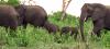 (c) Copyright - Raphael Kessler 2011 - Namibia - Etosha National Park - Elephants