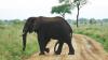 (c) Copyright - Raphael Kessler 2011 - Tanzania - A 5 legged elephant. It was scraping the ground. Something had clearly got him excited.