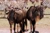 (c) Copyright - Raphael Kessler 2011 - Tanzania - I'm a gnu.