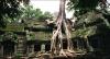 (c) Copyright - Raphael Kessler 2011 - Cambodia - Angkor - Angkor Thom trees have taken over the temple