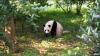 (c) Copyright - Raphael Kessler 2011 - China - Giant panda