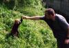 (c) Copyright - Raphael Kessler 2011 - China - Red panda gives me a high five