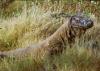 (c) Copyright - Raphael Kessler 2011 - Indonesia - Komodo - Male komodo dragon
