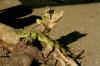 (c) Copyright - Raphael Kessler 2011 - Guatemala - Monterrico - Green Iguanas