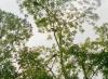 (c) Copyright - Raphael Kessler 2011 - Guatemala - Tikal - Spider Monkeys