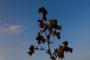 (c) Copyright Raphael Kessler 2012 - Italy - Sicily - Castiglione de Sicilia