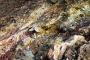 (c) Copyright Raphael Kessler 2012 - Italy - Sicily - Etna - 