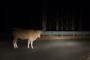 (c) Copyright Raphael Kessler 2012 - Italy - Sicily - Etna - Cow