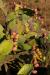 (c) Copyright Raphael Kessler 2012 - Italy - Sicily - Valle dei Templi - Prickly pear cacti