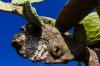 (c) Copyright Raphael Kessler 2012 - Italy - Sicily - Valle dei Templi - Prickly pear cacti