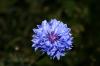 (c) Copyright - Raphael Kessler 2011 - Sweden - Blue flower