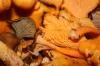 (c) Copyright - Raphael Kessler 2011 - Sweden - Mushrooms