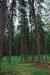 (c) Copyright - Raphael Kessler 2011 - Sweden - Pine forest