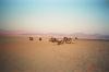 (c) Copyright - Raphael Kessler 2011 - Israel - Camels in the  Negev Desert