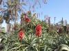 (c) Copyright - Raphael Kessler 2011 - Israel - Jaffa - Flowers