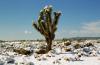 (c) Copyright - Raphael Kessler 2011 - USA - Joshua tree with snow on it