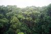 (c) Copyright - Raphael Kessler 2011 - Australia - Karri trees (red tingles) large trees