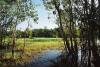 (c) Copyright - Raphael Kessler 2011 - Kakadu - Swamp